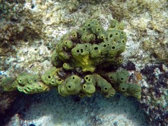 Brown Tube Sponge (Green is from synergistic algae)